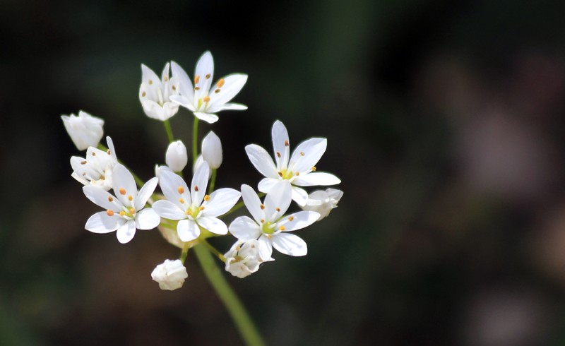 2016-04-27_141832 sardinien-2016.jpg - Allium